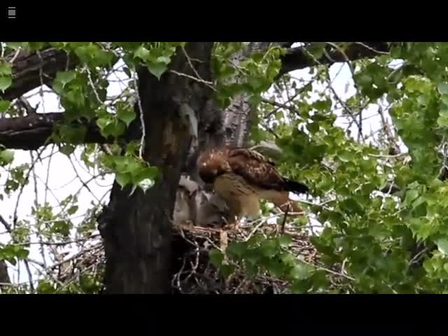 Red Tail with Fish